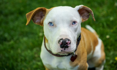 Duffy - a white and brown bully breed with blue eyes perky ears