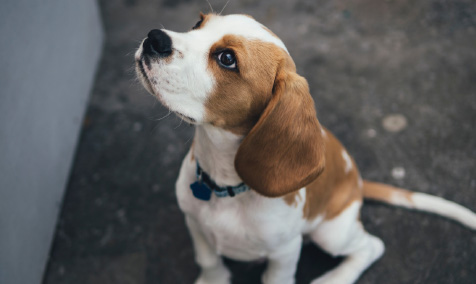 Jack - a young beagle