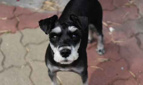 Maximus - A small black terrier with white eyebrows and muzzle