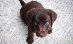 Violet - a tiny chocolate lab puppy