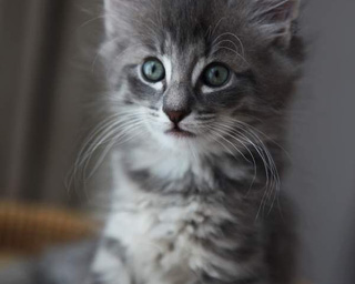 Blue-eyed grey kitten
